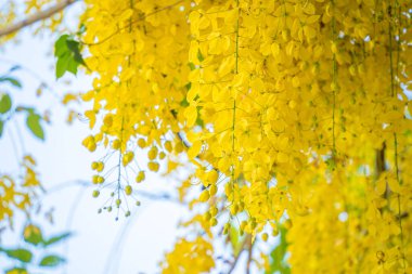 Beautiful of cassia tree, golden shower tree. Yellow Cassia fistula flowers on a tree in spring. Cassia fistula, known as the golden rain tree, national flower of Thailand
