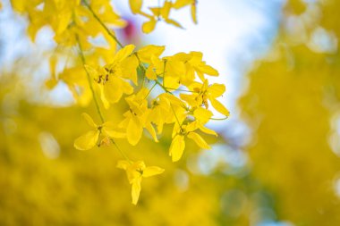 Beautiful of cassia tree, golden shower tree. Yellow Cassia fistula flowers on a tree in spring. Cassia fistula, known as the golden rain tree, national flower of Thailand