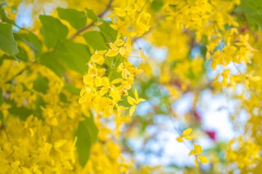 Beautiful of cassia tree, golden shower tree. Yellow Cassia fistula flowers on a tree in spring. Cassia fistula, known as the golden rain tree, national flower of Thailand