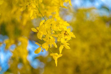 Beautiful of cassia tree, golden shower tree. Yellow Cassia fistula flowers on a tree in spring. Cassia fistula, known as the golden rain tree, national flower of Thailand