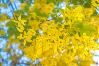 Beautiful of cassia tree, golden shower tree. Yellow Cassia fistula flowers on a tree in spring. Cassia fistula, known as the golden rain tree, national flower of Thailand