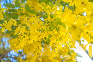 Beautiful of cassia tree, golden shower tree. Yellow Cassia fistula flowers on a tree in spring. Cassia fistula, known as the golden rain tree, national flower of Thailand