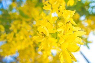 Beautiful of cassia tree, golden shower tree. Yellow Cassia fistula flowers on a tree in spring. Cassia fistula, known as the golden rain tree, national flower of Thailand