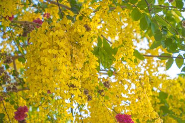 Beautiful of cassia tree, golden shower tree. Yellow Cassia fistula flowers on a tree in spring. Cassia fistula, known as the golden rain tree, national flower of Thailand