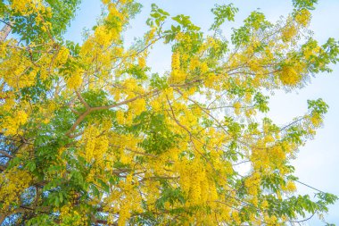 Beautiful of cassia tree, golden shower tree. Yellow Cassia fistula flowers on a tree in spring. Cassia fistula, known as the golden rain tree, national flower of Thailand