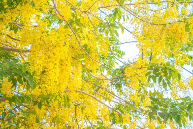 Beautiful of cassia tree, golden shower tree. Yellow Cassia fistula flowers on a tree in spring. Cassia fistula, known as the golden rain tree, national flower of Thailand