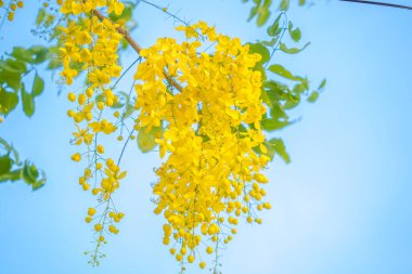 Beautiful of cassia tree, golden shower tree. Yellow Cassia fistula flowers on a tree in spring. Cassia fistula, known as the golden rain tree, national flower of Thailand