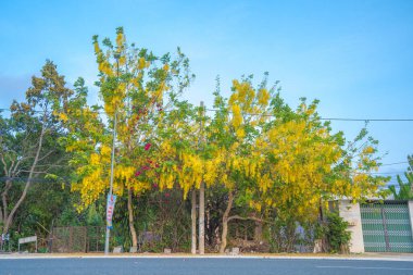Beautiful of cassia tree, golden shower tree. Yellow Cassia fistula flowers on a tree in spring. Cassia fistula, known as the golden rain tree, national flower of Thailand