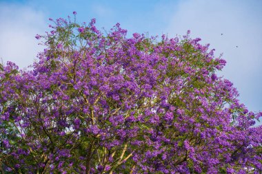 Violet colored leaves of the Jacaranda Mimosifolia, a sub-tropical tree native to Da Lat. Bignoniaceae adorn the summer landscape with ethereal beauty.