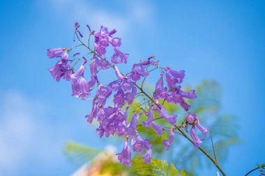 Violet colored leaves of the Jacaranda Mimosifolia, a sub-tropical tree native to Da Lat. Bignoniaceae adorn the summer landscape with ethereal beauty.