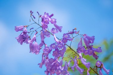 Violet colored leaves of the Jacaranda Mimosifolia, a sub-tropical tree native to Da Lat. Bignoniaceae adorn the summer landscape with ethereal beauty.