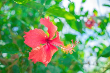Close up of Hibiscus rosa-sinensis, known colloquially as Chinese hibiscus is widely grown as an ornamental plant. Hibiscus rosa-sinensis in close-up detail
