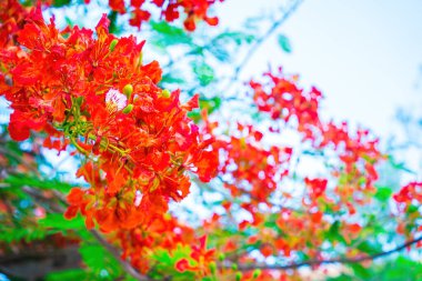 Summer Poinciana phoenix is a flowering plant species live in the tropics or subtropics. Red Flame Tree Flower, Royal Poinciana