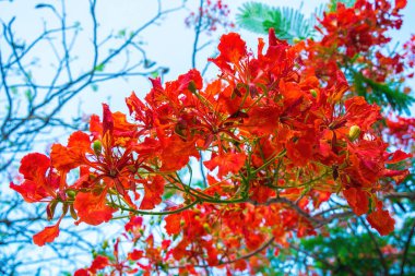 Summer Poinciana phoenix is a flowering plant species live in the tropics or subtropics. Red Flame Tree Flower, Royal Poinciana