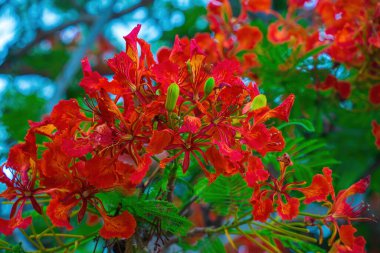 Summer Poinciana phoenix is a flowering plant species live in the tropics or subtropics. Red Flame Tree Flower, Royal Poinciana
