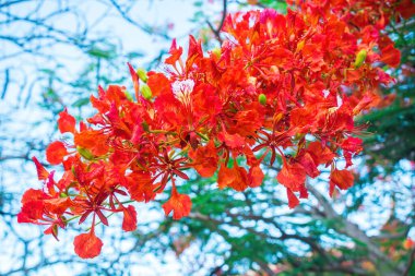 Summer Poinciana phoenix is a flowering plant species live in the tropics or subtropics. Red Flame Tree Flower, Royal Poinciana