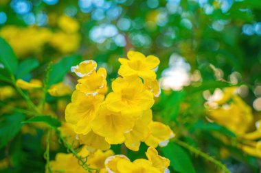 Tabebuia Aurea tamamen çiçek açıyor. Tabebuia Aurea 'nın güzel sarısı. Paraguay gümüş trompet ağacı.