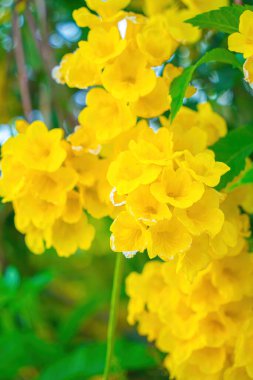 Tabebuia Aurea tamamen çiçek açıyor. Tabebuia Aurea 'nın güzel sarısı. Paraguay gümüş trompet ağacı.