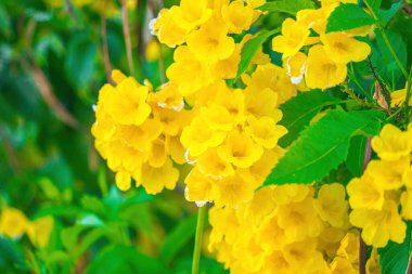 Tabebuia Aurea tamamen çiçek açıyor. Tabebuia Aurea 'nın güzel sarısı. Paraguay gümüş trompet ağacı.