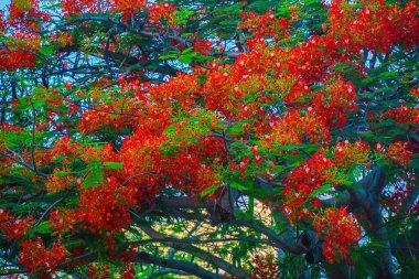 Summer Poinciana phoenix is a flowering plant species live in the tropics or subtropics. Red Flame Tree Flower, Royal Poinciana
