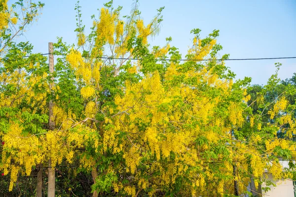 Beautiful Cassia Tree Golden Shower Tree Yellow Cassia Fistula Flowers — Foto Stock