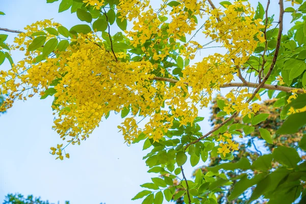 Beautiful Cassia Tree Golden Shower Tree Yellow Cassia Fistula Flowers — Stockfoto