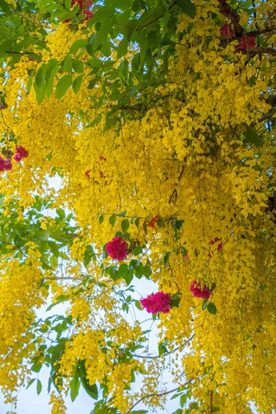 Beautiful Cassia Tree Golden Shower Tree Yellow Cassia Fistula Flowers — Stockfoto