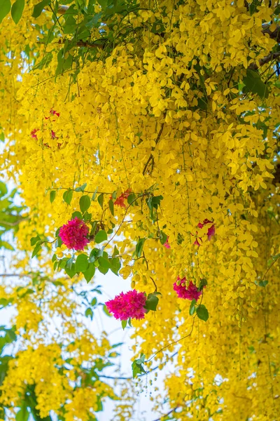 Όμορφη Από Κάσια Χρυσή Ντουζιέρα Κίτρινα Άνθη Κάσια Συρίγγια Ένα — Φωτογραφία Αρχείου