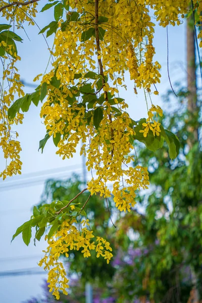 Όμορφη Από Κάσια Χρυσή Ντουζιέρα Κίτρινα Άνθη Κάσια Συρίγγια Ένα — Φωτογραφία Αρχείου