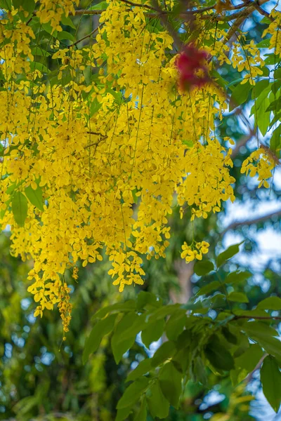 아름다운 카시아 황금빛 샤워기 카시아 피운다 타이의 국화인 황금비 나무로 — 스톡 사진