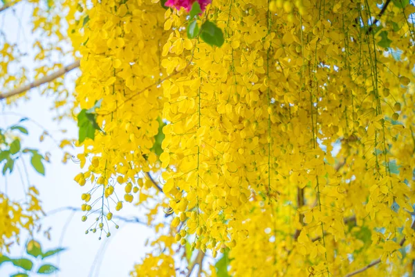 Beautiful Cassia Tree Golden Shower Tree Yellow Cassia Fistula Flowers — 스톡 사진