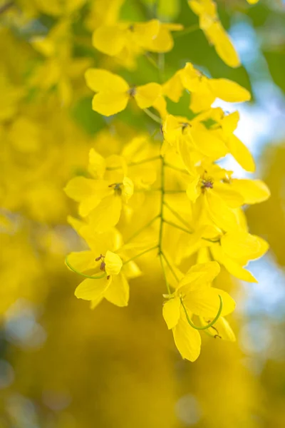 Prachtige Cassiaboom Gouden Doucheboom Gele Cassia Fistel Bloemen Een Boom — Stockfoto