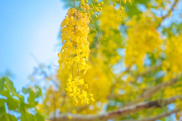 아름다운 카시아 황금빛 샤워기 카시아 피운다 타이의 국화인 황금비 나무로 — 스톡 사진