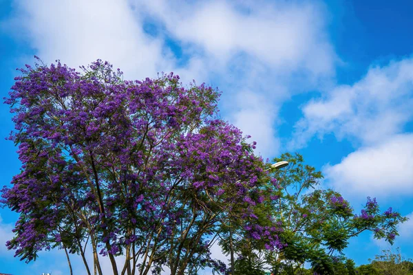 Fioletowe Liście Jacaranda Mimosifolia Subtropikalne Drzewo Pochodzące Lat Bignoniaceae Zdobią — Zdjęcie stockowe