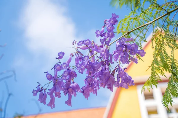 Violet Χρωματιστά Φύλλα Της Jacaranda Mimosifolia Ένα Υπο Τροπικό Δέντρο — Φωτογραφία Αρχείου