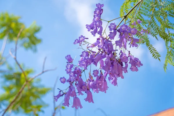 ダラット原産の亜熱帯樹であるジャカランダ ミモシフォリアのバイオレット色の葉 ブナ科は夏の風景をエーテルの美しさで飾る — ストック写真
