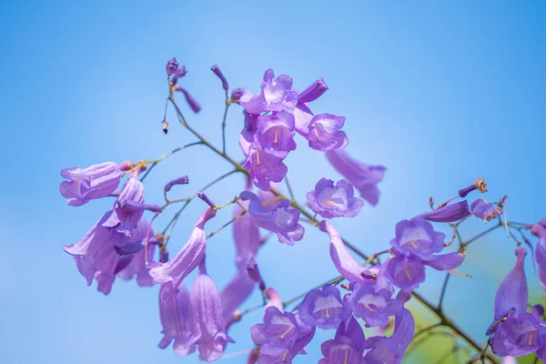 Violet colored leaves of the Jacaranda Mimosifolia, a sub-tropical tree native to Da Lat. Bignoniaceae adorn the summer landscape with ethereal beauty.