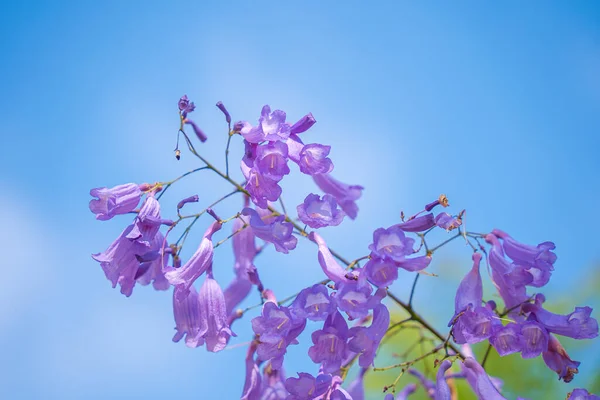 Violet colored leaves of the Jacaranda Mimosifolia, a sub-tropical tree native to Da Lat. Bignoniaceae adorn the summer landscape with ethereal beauty.