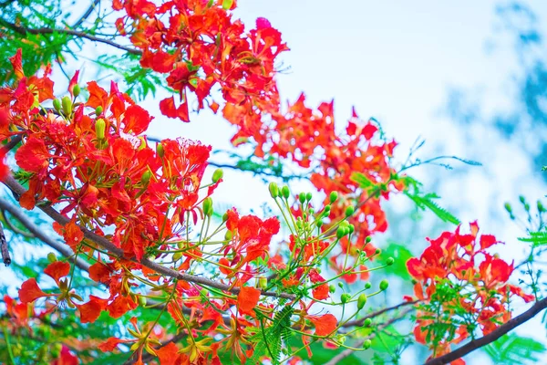 夏白凤是生活在热带地区或亚热带地区的开花植物 红火树花 皇家Poinciana — 图库照片