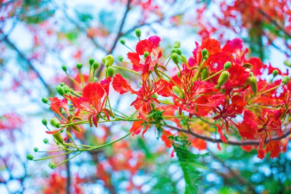 夏Poincana Phoenixは 熱帯または亜熱帯に生息する開花植物種です 赤炎の木の花 ロイヤルポワナナ — ストック写真