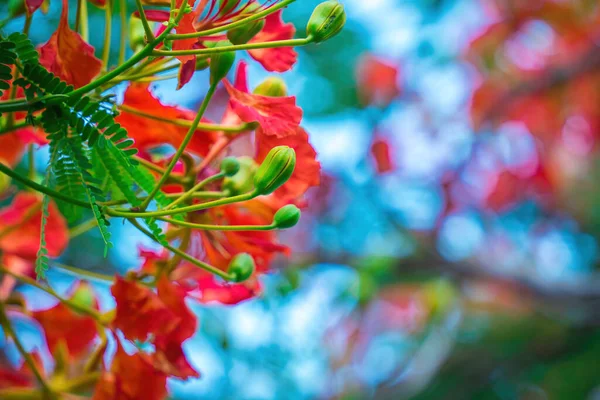 스티나 Summer Poinciana Phoenix 아열대 지역에 식물이다 나무의 왕실의 스티나 — 스톡 사진