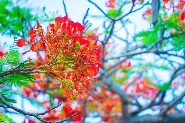 Summer Poinciana Phoenix Flowering Plant Species Live Tropics Subtropics Red — Stockfoto