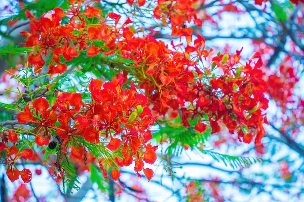 Summer Poinciana Phoenix Flowering Plant Species Live Tropics Subtropics Red — Stockfoto