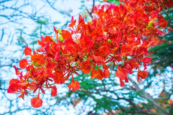 夏白凤是生活在热带地区或亚热带地区的开花植物 红火树花 皇家Poinciana — 图库照片