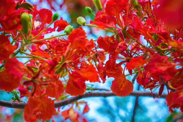 Summer Poinciana Phoenix Flowering Plant Species Live Tropics Subtropics Red — ストック写真