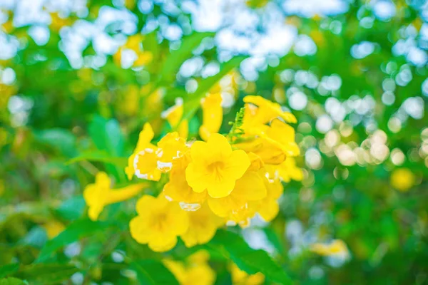 아우레아가 피어나고 있습니다 아우레아의 아름다운 노란색 파라과이의은 트럼펫 — 스톡 사진