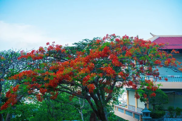 Summer Poinciana Phoenix Flowering Plant Species Live Tropics Subtropics Red — Foto Stock