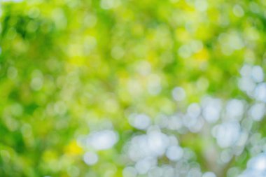 Sunny abstract green nature background. Abstract blur green color for background. Blur natural green leaves bokeh background