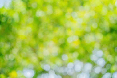 Sunny abstract green nature background. Abstract blur green color for background. Blur natural green leaves bokeh background