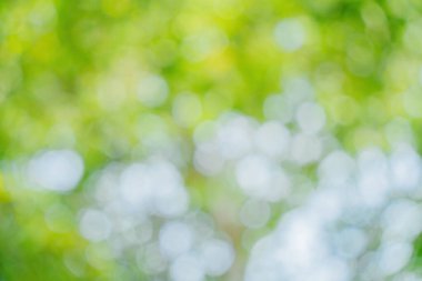 Sunny abstract green nature background. Abstract blur green color for background. Blur natural green leaves bokeh background